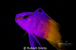 Fairy Basslet - is also known as The Royal Gramma and wil... by Robert Smits 